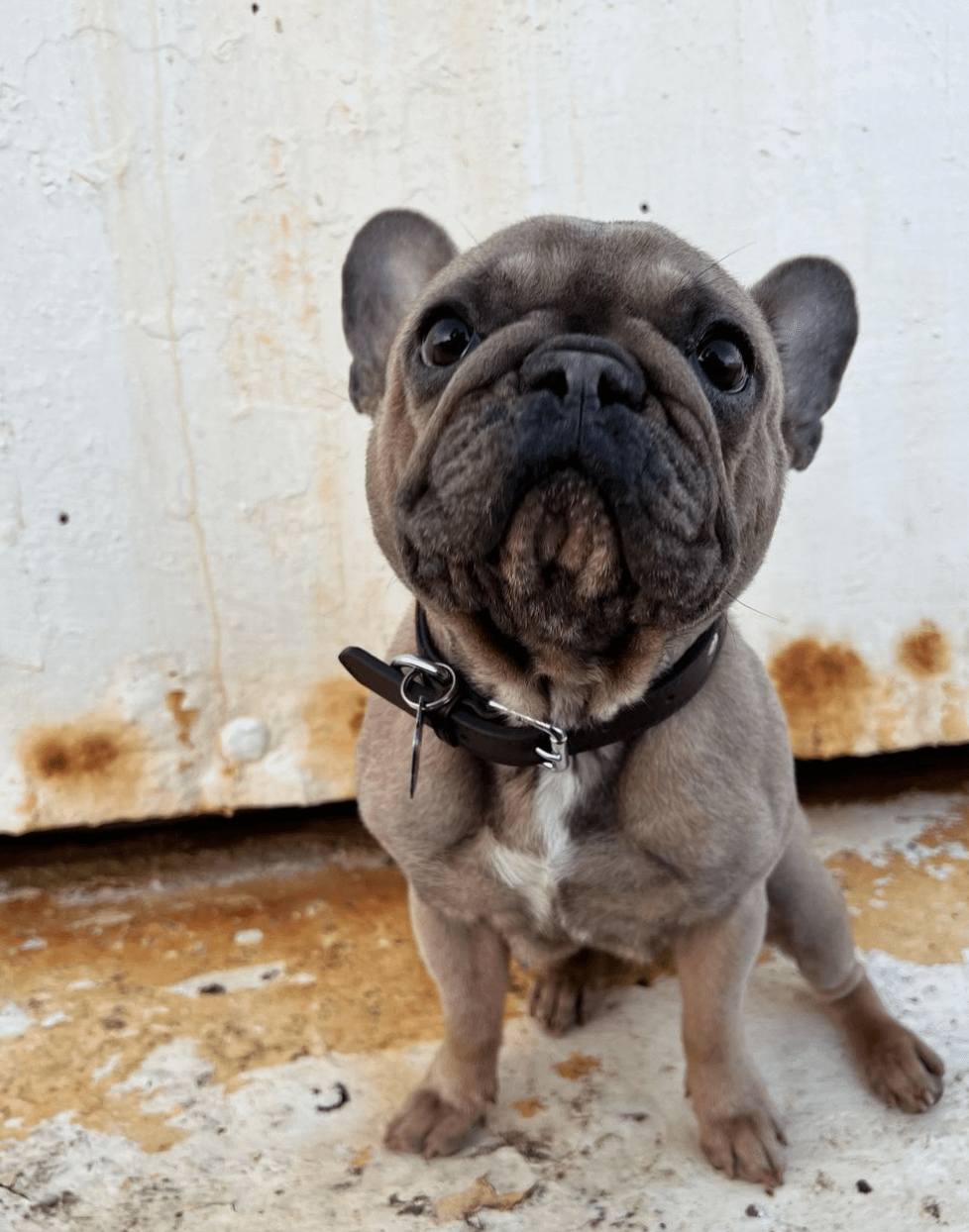 Stella harbour French Bulldog skin issues