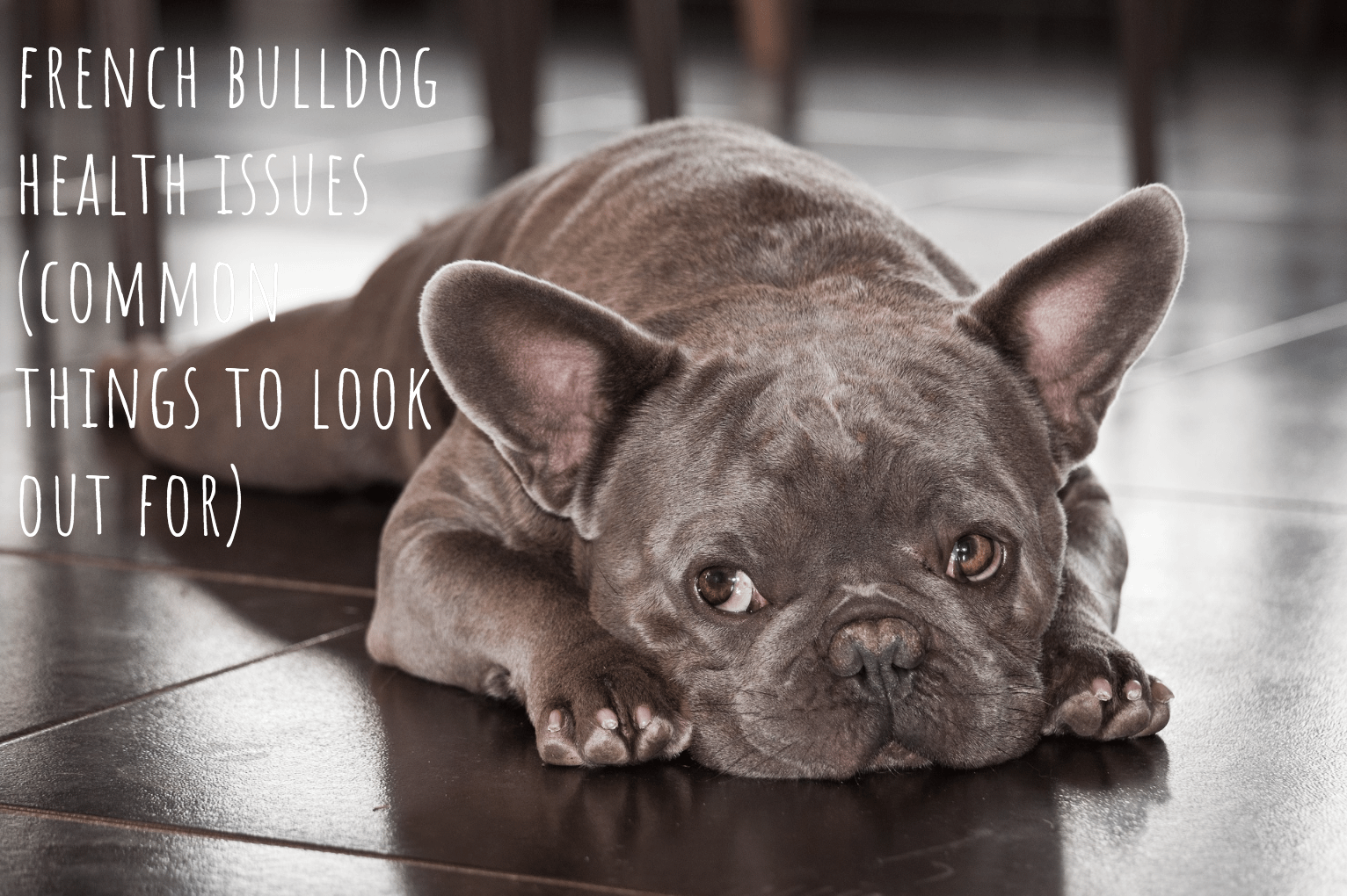 French Bulldog health issues. (Common things to look out for.)
