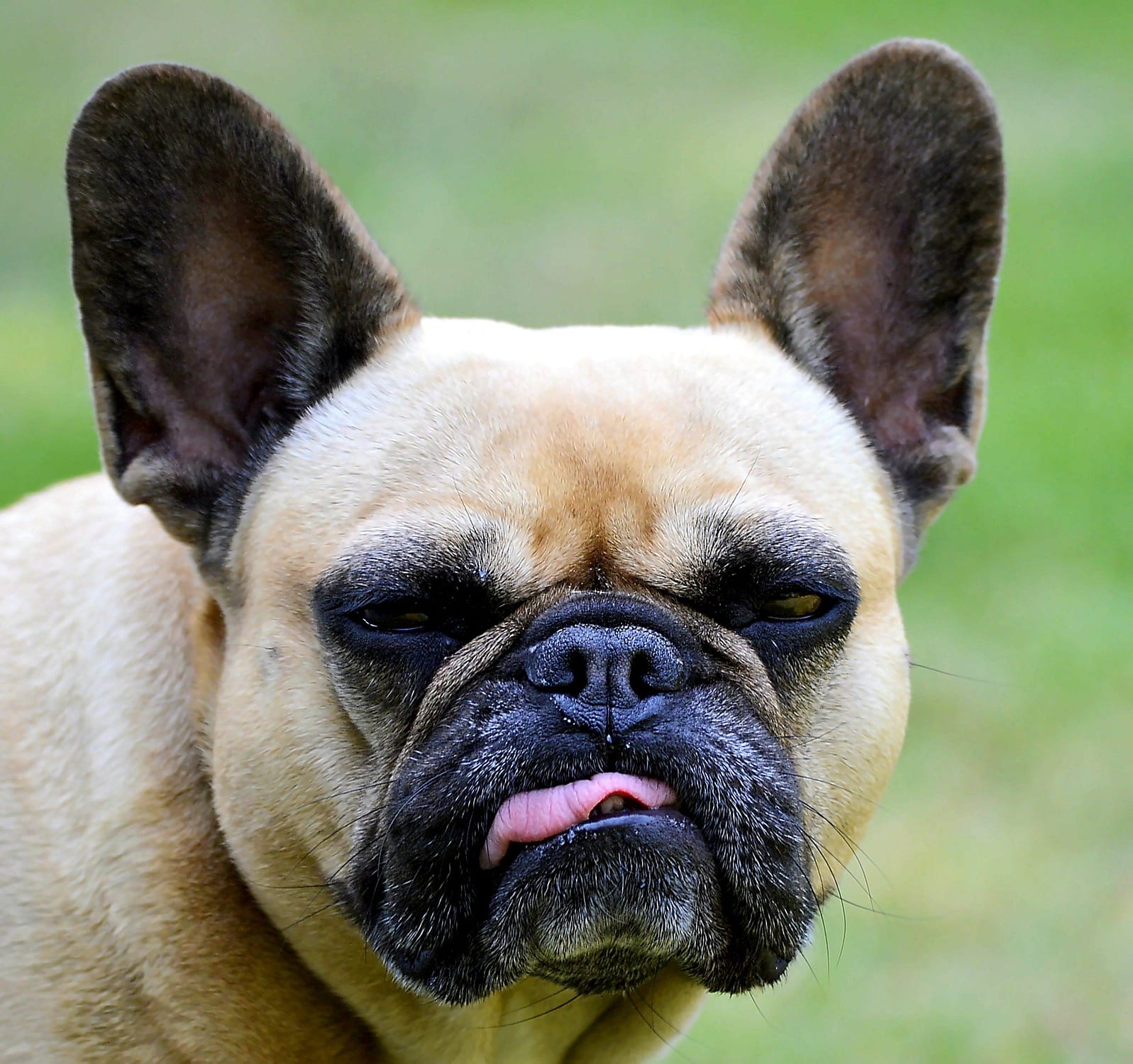 French bulldog pros and cons smile