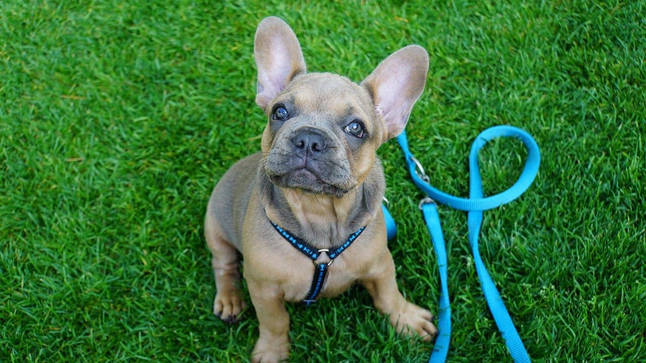 Puppy on grass with healthy nose