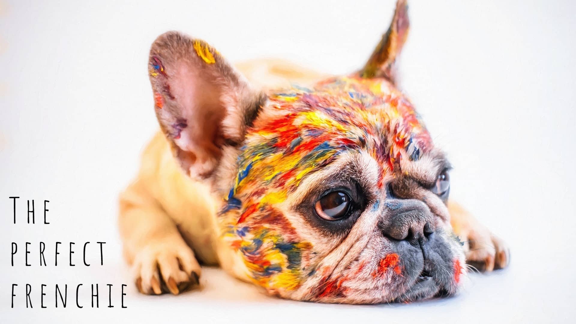Do French Bulldogs shed? How to deal with French Bulldog shedding.