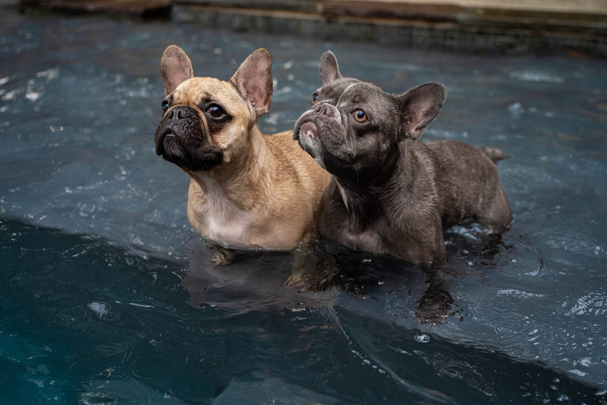 French bulldogs water