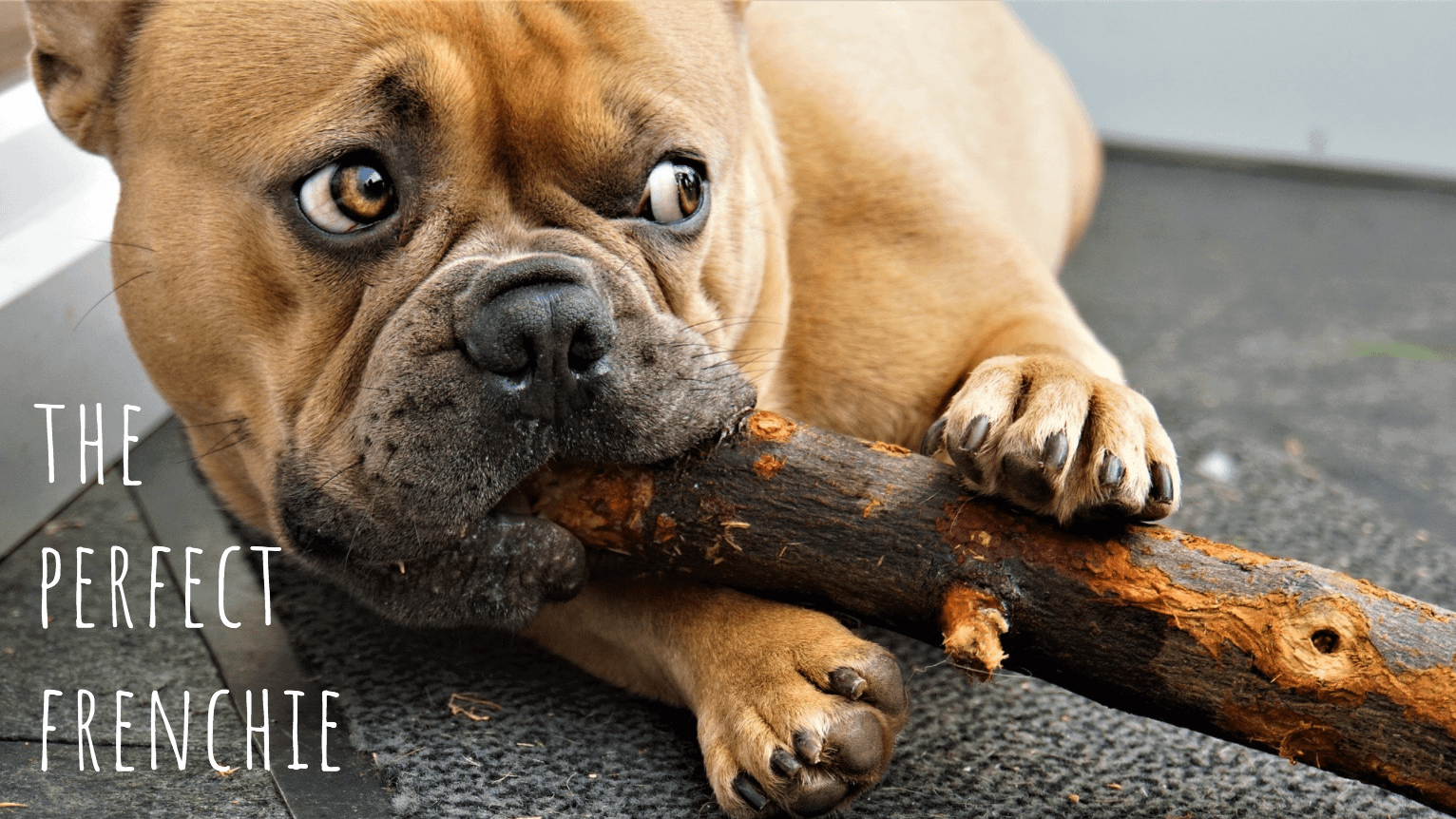 Best food for French Bulldog and the raw diet vs dry